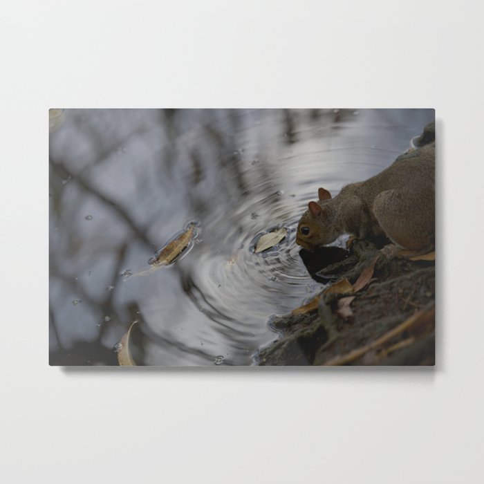 Sipping Squirrel Metal Print