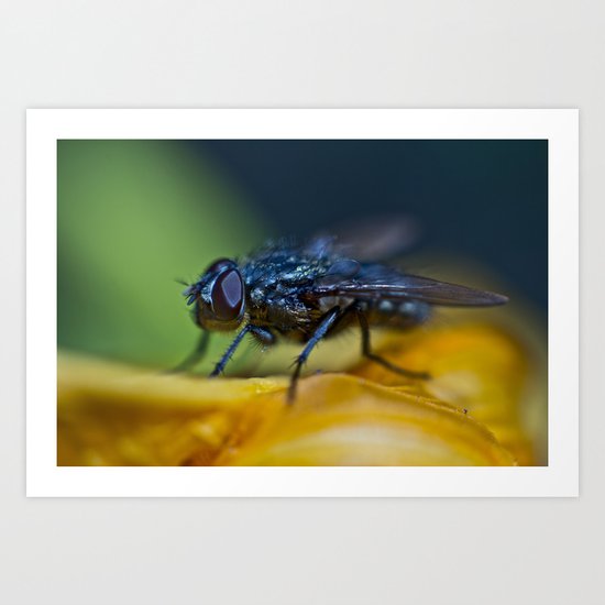 Fly Art Print