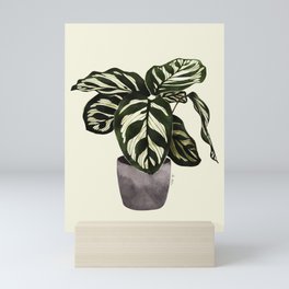 calathea botanical interior plant Mini Art Print