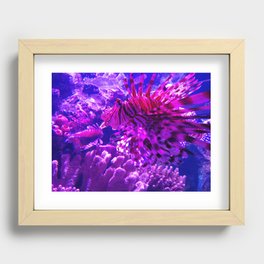 Magenta Fire Lion Fish Recessed Framed Print