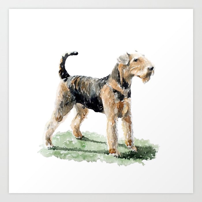 Lakeland terrier Art Print