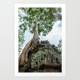 Ta Phrom, Angkor Archaeological Park, Siem Reap, Cambodia Art Print | Nature, Cambodia, Jungletemple, Tombraider, Worldheritagesites, Taphrom, Color, Buddhist, Photo, Ficuscarica 