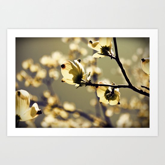 Magical Dogwood Art Print