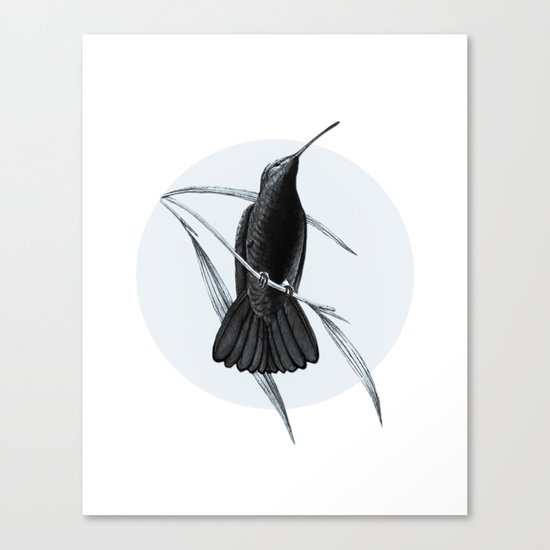 Hummingbird Canvas Print