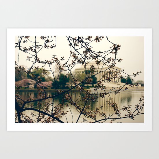 Cherry Blossom's Art Print