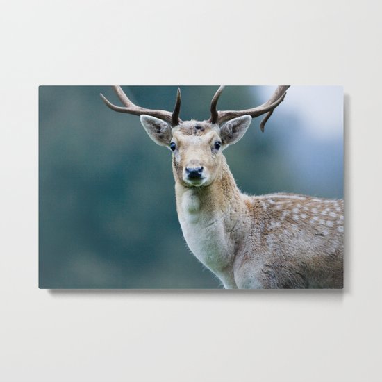 FALLOW DEER Metal Print
