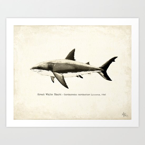 "Carcharodon carcharias II" by Amber Marine ~ Great White Shark Illustration, (c) 2015 Art Print