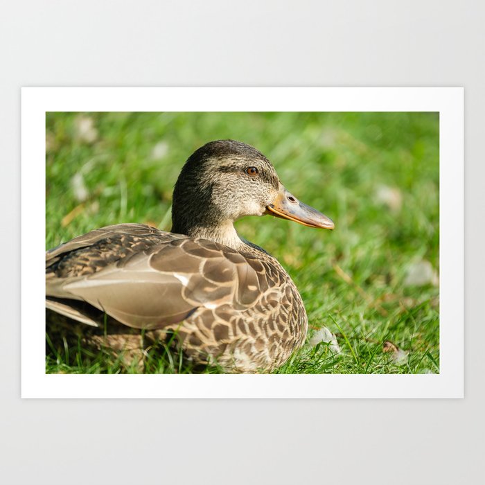 Female Mallard Duck in the Grass. Art Print