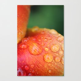 Macro dew on orange gradient tulip petals Canvas Print