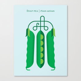 Vegetable: Snap pea Canvas Print