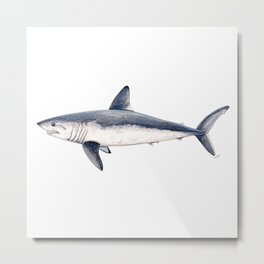 Porbeagle shark (Lamna nasus) Metal Print