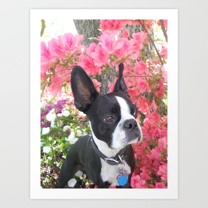 Boston Terrier - Floral Art Print