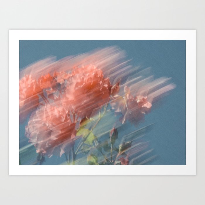Colorful Flower Photography - Peach Rose Blossoms Art Print