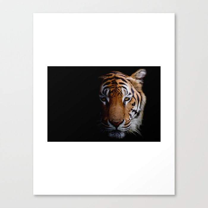 Tiger face close up Canvas Print