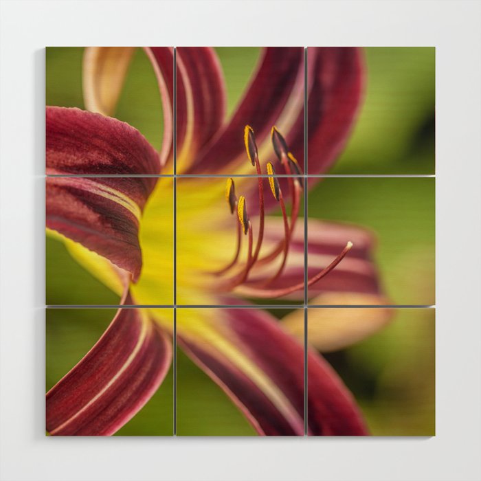 Burgundy and Yellow Daylily Wood Wall Art