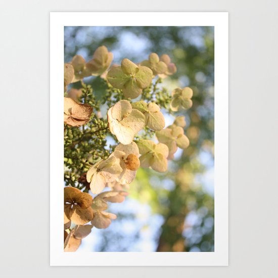 summer flowers Art Print