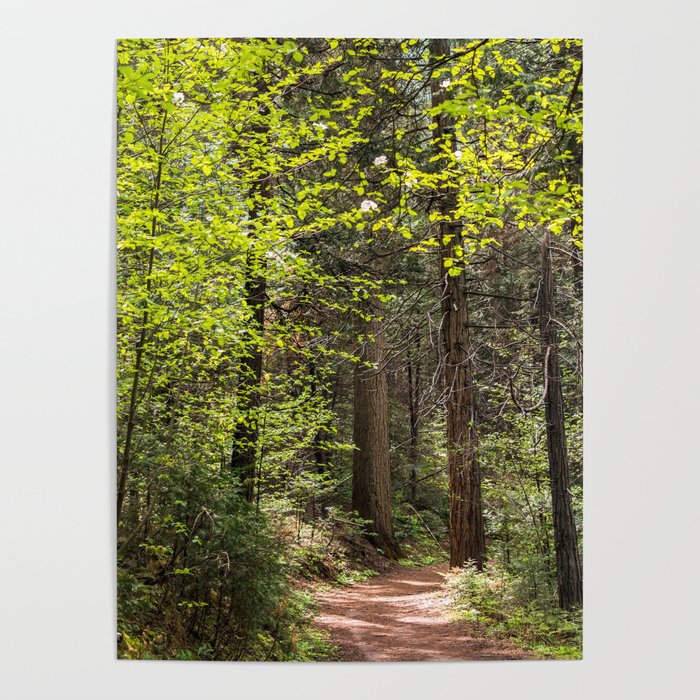 Forest Trail - Yosemite's Wawona Loop Trail Poster
