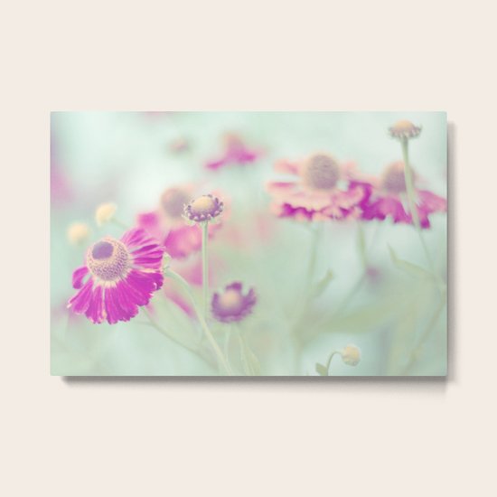 Aster Metal Print