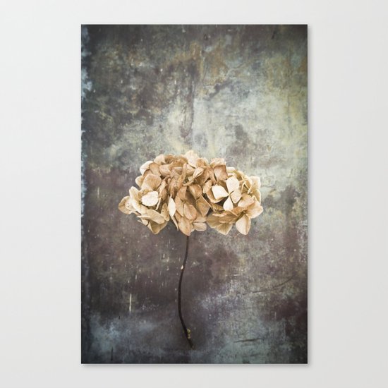 Dried Hydrangea Canvas Print