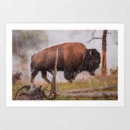 Buffalo In Rain Yellowstone National Park Wildlife Photography Print Art Print