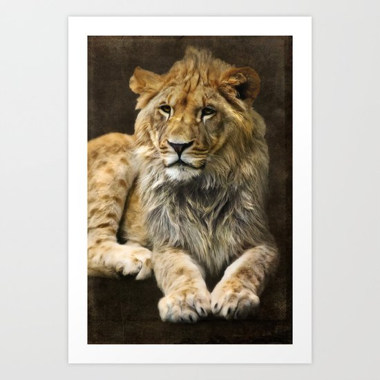The young lion Art Print