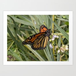 Monarch Butterfly, Open Wings, February 2020 Art Print