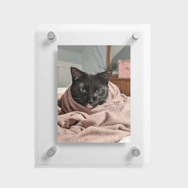 Cozy Kitty Floating Acrylic Print