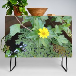 Yellow chrysanthemum with green leaves in water (300) Credenza