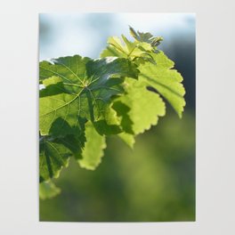 Wine and vine photography: vine leaves Poster