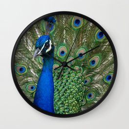 Peacock Spreads Its Feathers Wall Clock | Nature, Patterns, Feather, Pattern, Peacock, Color, Peacocks, Bluepeacock, Bird, Birds 