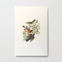 Mountain Mocking Bird, Orpheus montanus Metal Print