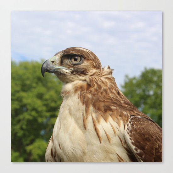 Red Tailed Hawk Canvas Print