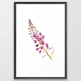 Flowers of fireweed Framed Art Print