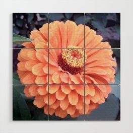 Coral Chrysanthemum flower Wood Wall Art