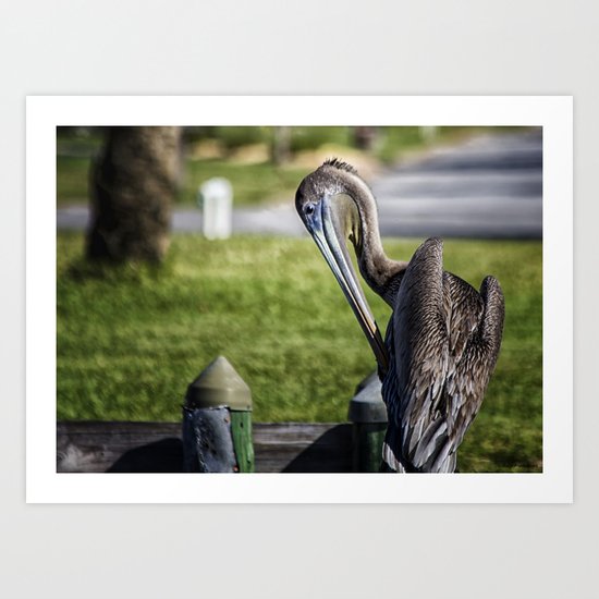 Pelican Itch Art Print
