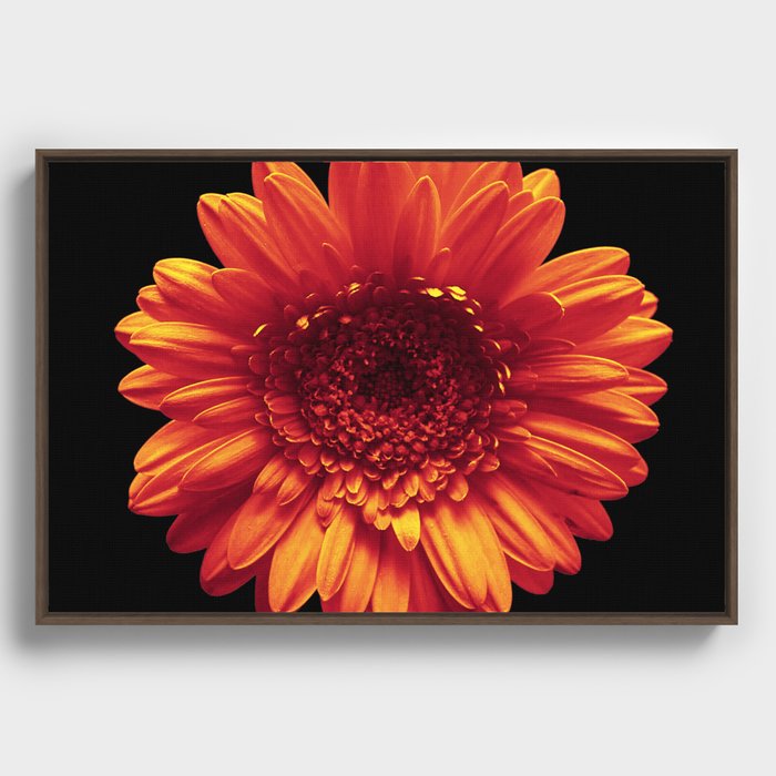 Orange Daisy Framed Canvas