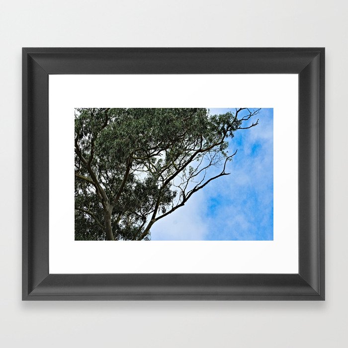 Eucalyptus Tree Branches Canopy Framed Art Print