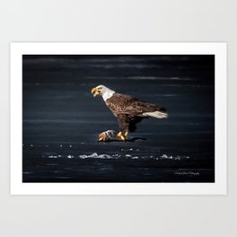 Bald Eagle and Fish on the Ice Art Print