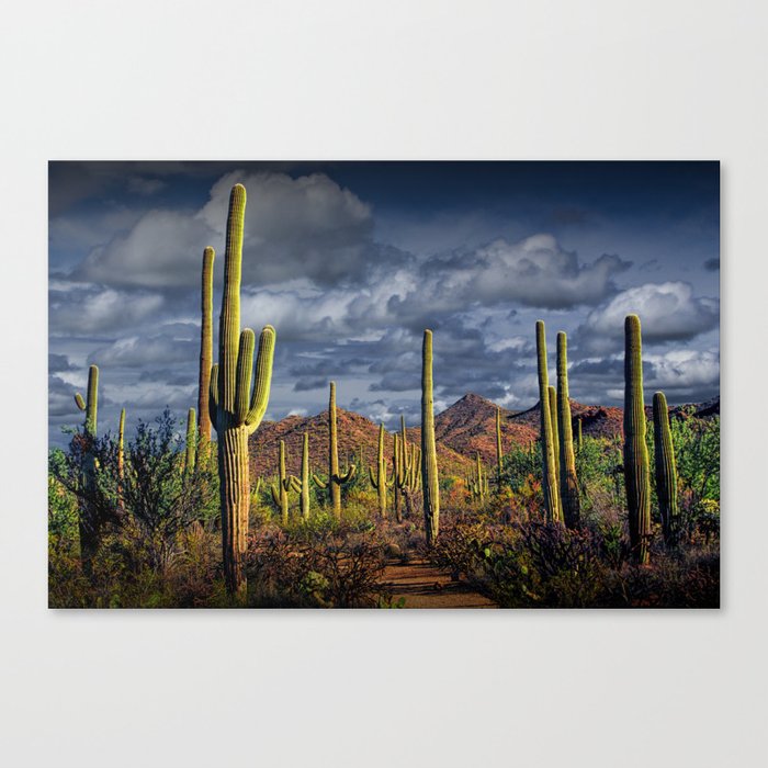 Saguaro Cactuses in Saguaro National Park Canvas Print