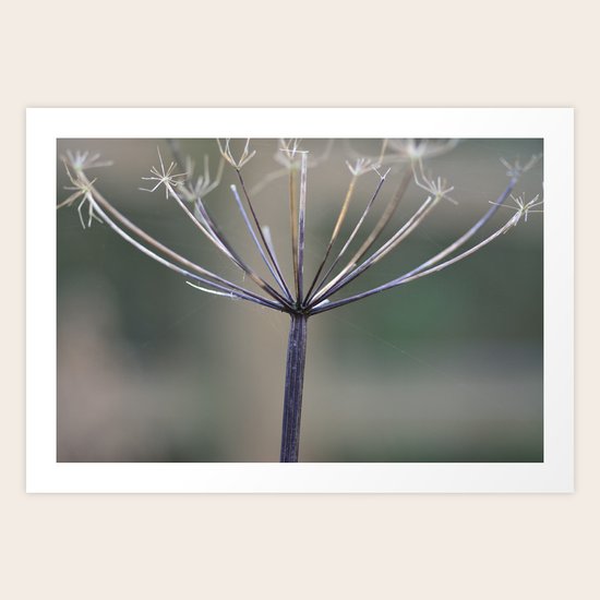 Cowslip Art Print