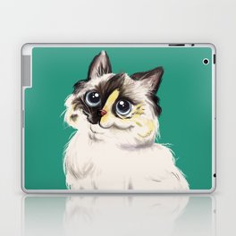 ragdoll chapps