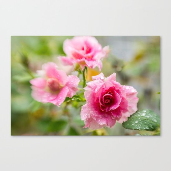 Rain on Those Petals of Yours Canvas Print