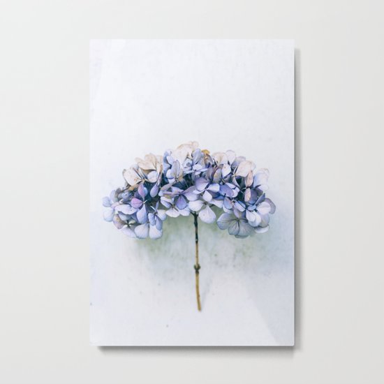 Delicate Hydrangea Metal Print