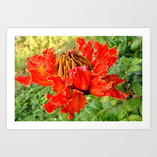 The African Tulip Tree Art Print