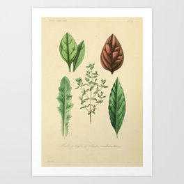 Herbs potagères & plantes condimentaires, herbs (1870) Art Print