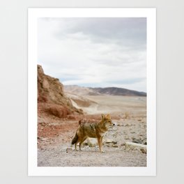 Coyote in Death Valley California Art Print