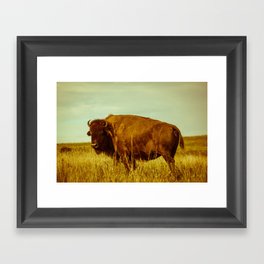Vintage Bison - Buffalo on the Oklahoma Prairie Framed Art Print