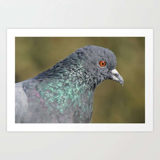 The great Indian pigeon Art Print