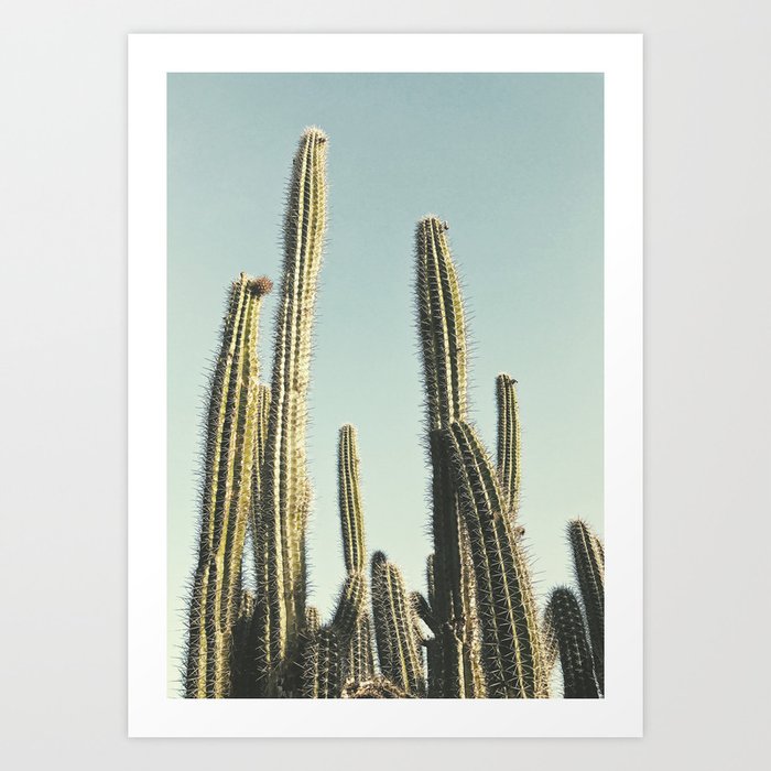 Desert Cactus Kunstdrucke