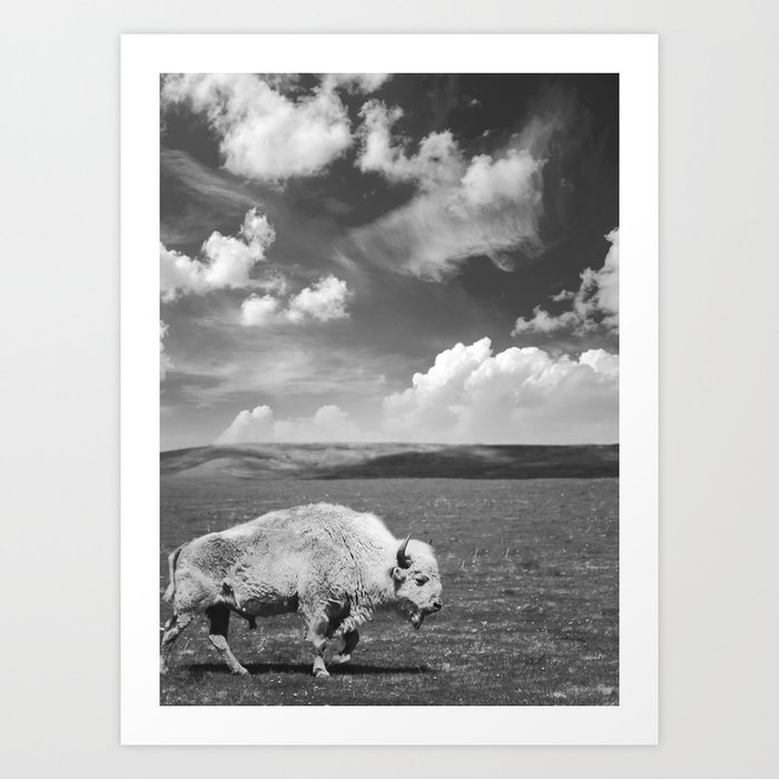 Great White Buffalo Art by Callaghan |